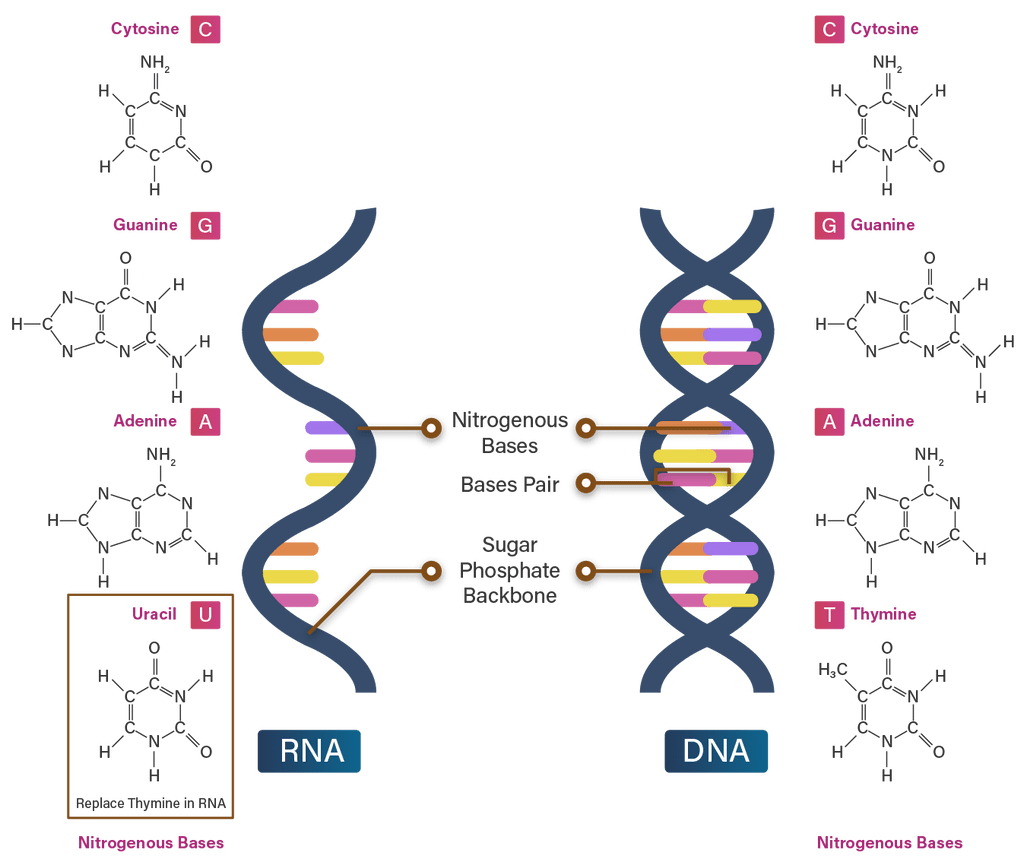 Perhatikan Struktur DNA Dan RNA Di Bawah Ini