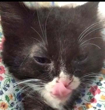 Gendang berbunyi karena pukulan pemain menggetarka...