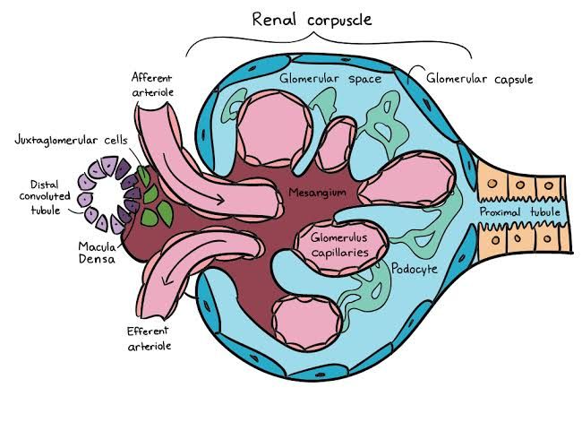 sumber: www.khanacademy.com