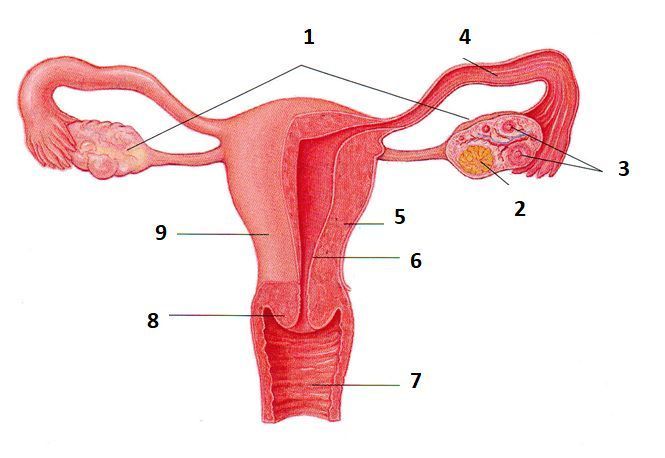 Rahim gambar Fungsi Uterus