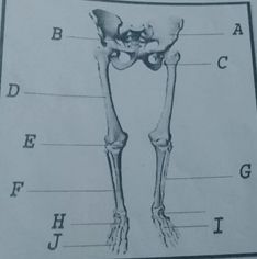 Apa kegunaan dari tulang anggota gerak atas sebutkan jenis-jenis tulang yang termasuk anggota gerak 