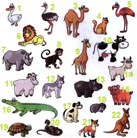 Name and classify the following animals into Domes...