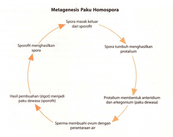 Buatlah Bagan Metagenesis Tumbuhan Paku! Jelaskan ...