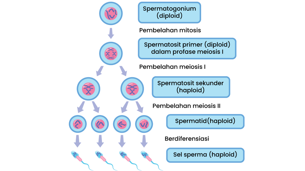 Yang dan dengan kromosom ... spermatozoa benar jumlah spermatogonium adalah terkait pernyataan Pernyataan yang