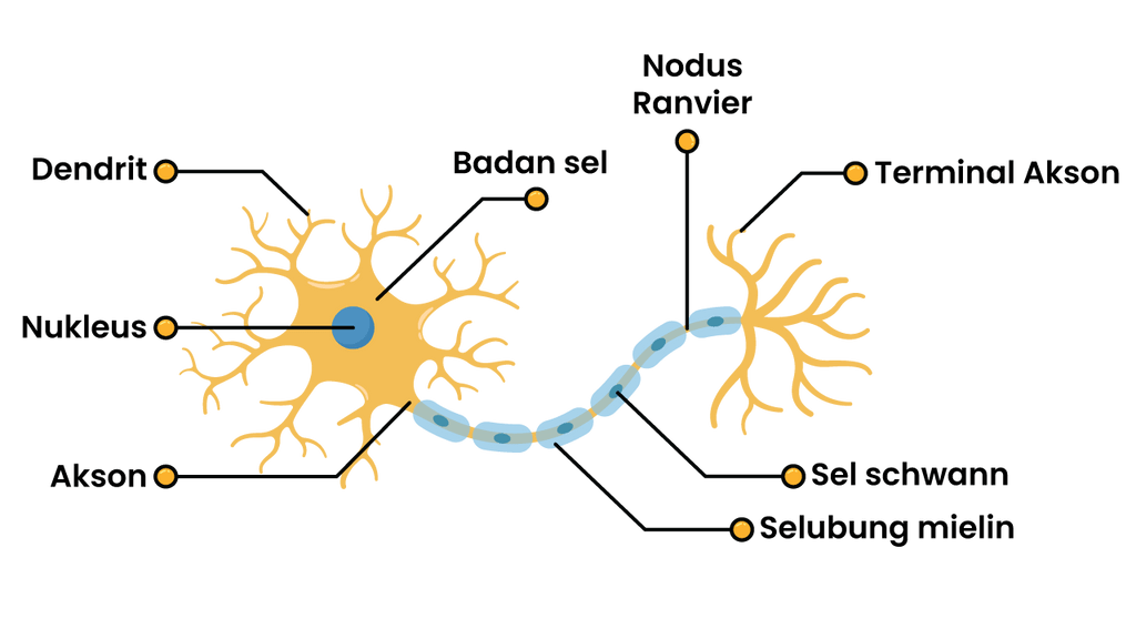 Sistem saraf manusia struktur Sistem Saraf