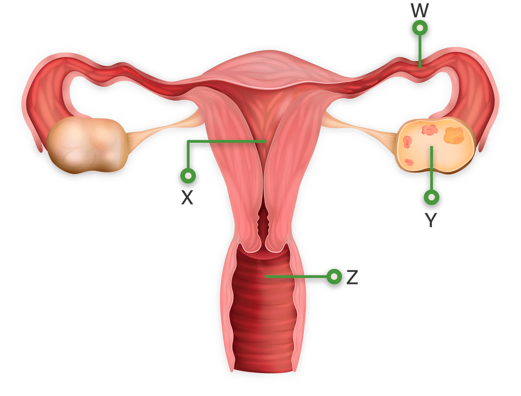 Adalah ovulasi Proses ovulasi,
