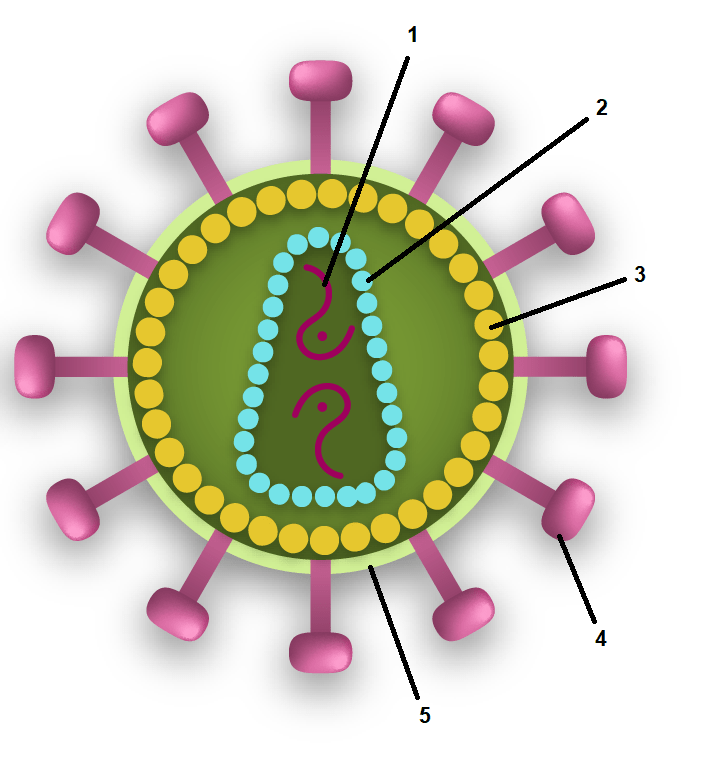 Белковый капсид. Белковый капсид вируса. Вирус Сендай капсид. Капсид вируса рисунок. Модель вируса СПИДА.