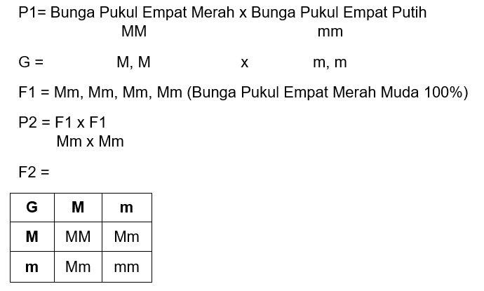 Bunga Pukul Empat ( Mirabilis Jalapa ) Merah (MM)