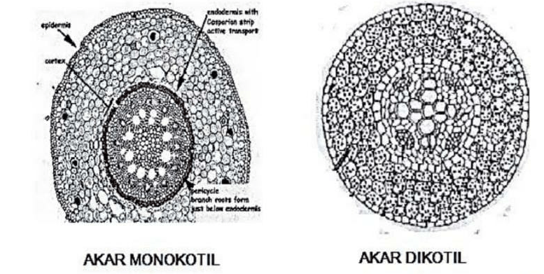 Jelaskan perbedaan tipe jaringan pengangkut pada tanaman dikotil dan monokotil