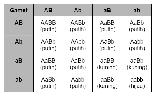 Какие гаметы образует генотип aabb. Аабб аабб. Аабб число гамет. AABB число гамет. AABB сколько гамет.