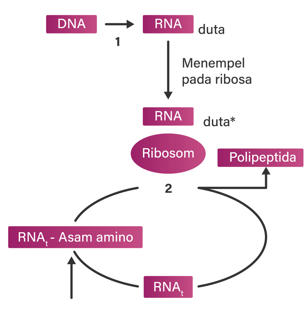 Perhatikan Diagram Sintesis Protein Dari Diagram Di A Vrogue Co