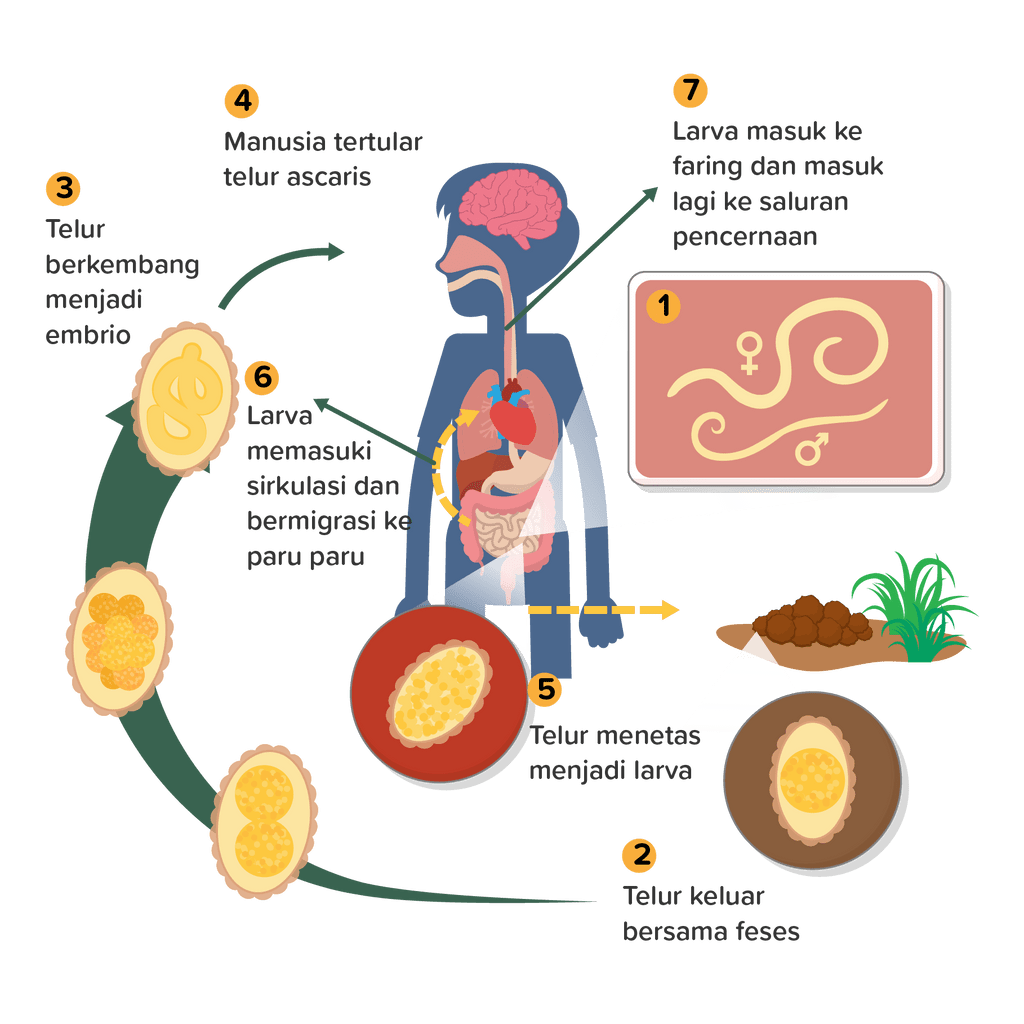 Daur Hidup Ascaris Lumbricoides (cacing Perut)