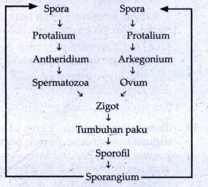 Perhatikan Metagenesis Tumbuhan Paku Berikut.