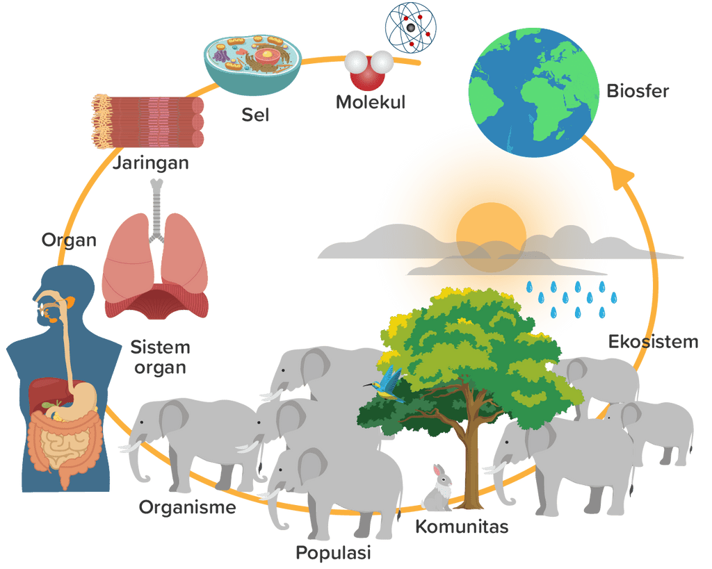 Dalam Biologi Tingkatan Ruang Lingkup Yang Dihuni Dalam Biologi Tingkatan Ruang Lingkup Yang Dihuni
