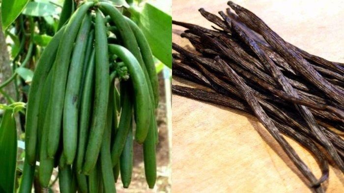 Description: C:\Users\user\Pictures\Ruangguru\Robobuku 4 Mar\Rempah Vanili.jpg