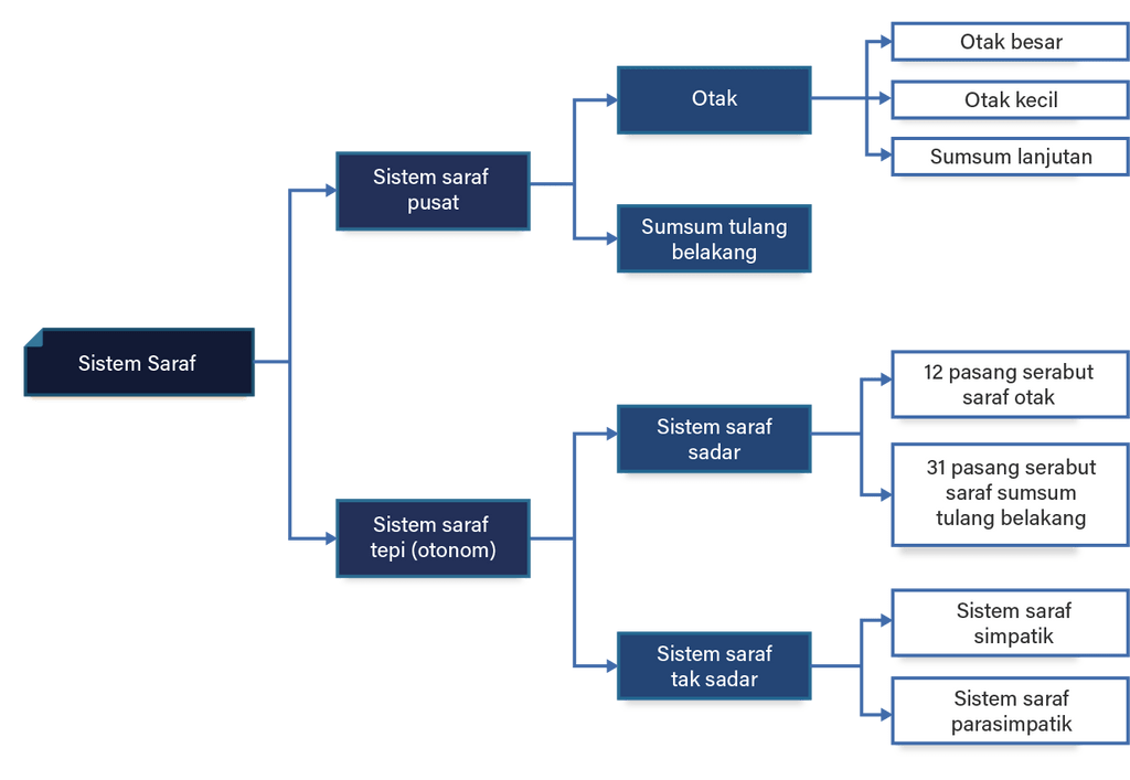 Struktur sistem saraf manusia