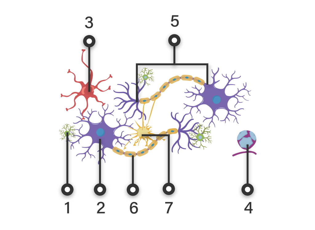 Perhatikan Gambar Di Bawah Ini Sel Neuro