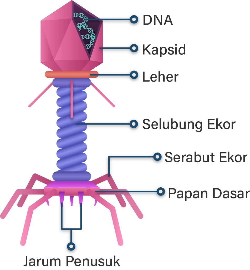 Struktur Dan Anatomi Virus – Sinau