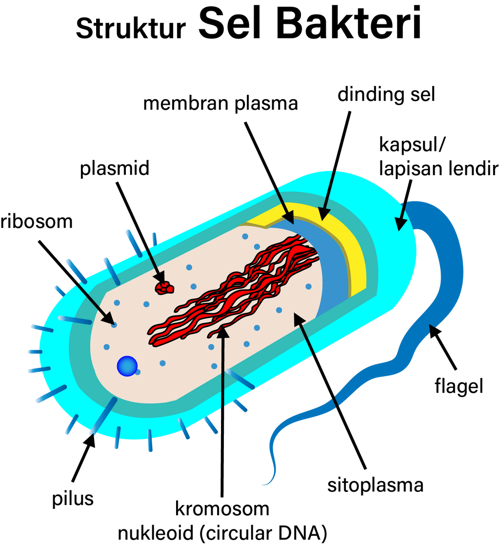 Buatlah Gambar Struktursel Bakteri Lengkap Dengan