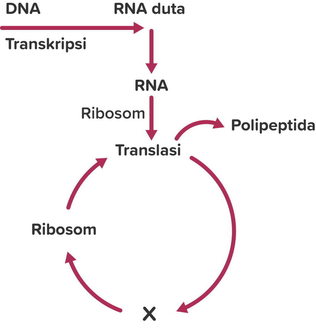 Perhatikan skema sintesis protein di bawah ini!