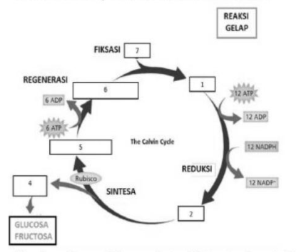 Perhatikan Bagan Siklus Calvin Berikut Berd Hot Sex Picture