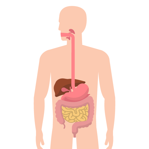 Saluran dan Kelenjar Pencernaan