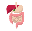 Organ dan Sistem Organ