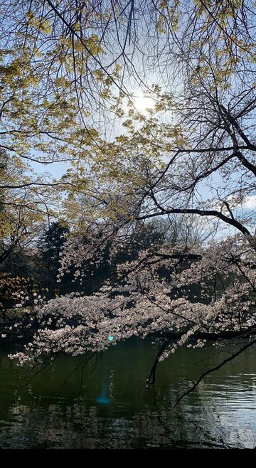 Gajah Terbang Nampak Apanya